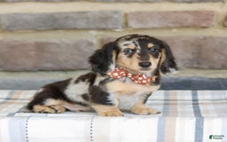 Miniature Dachshund dogs for sale: Ringo - Image 7