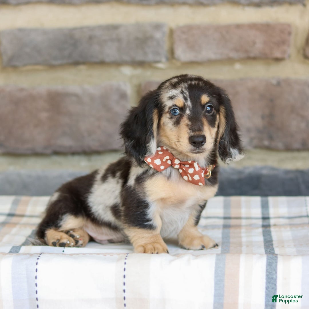 Miniature Dachshund dogs for sale: Ringo - Image 7
