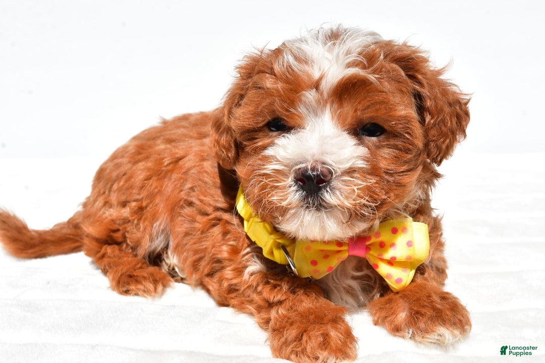 Maltipoo dogs for sale: Dexter - Image 6