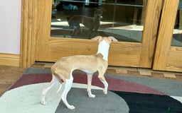 Italian Greyhound dogs for sale: Heather - Image 4