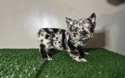 French Bulldog dogs for sale: Milo - Image 6