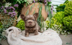 French Bulldog dogs for sale: Pearl - Image 1