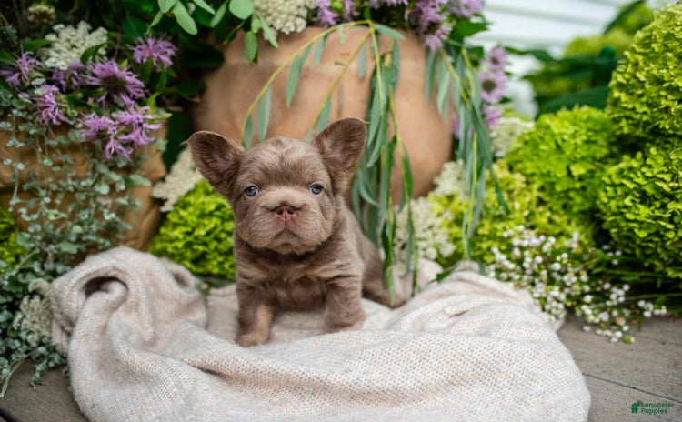 French Bulldog dogs for sale - Ad 1
