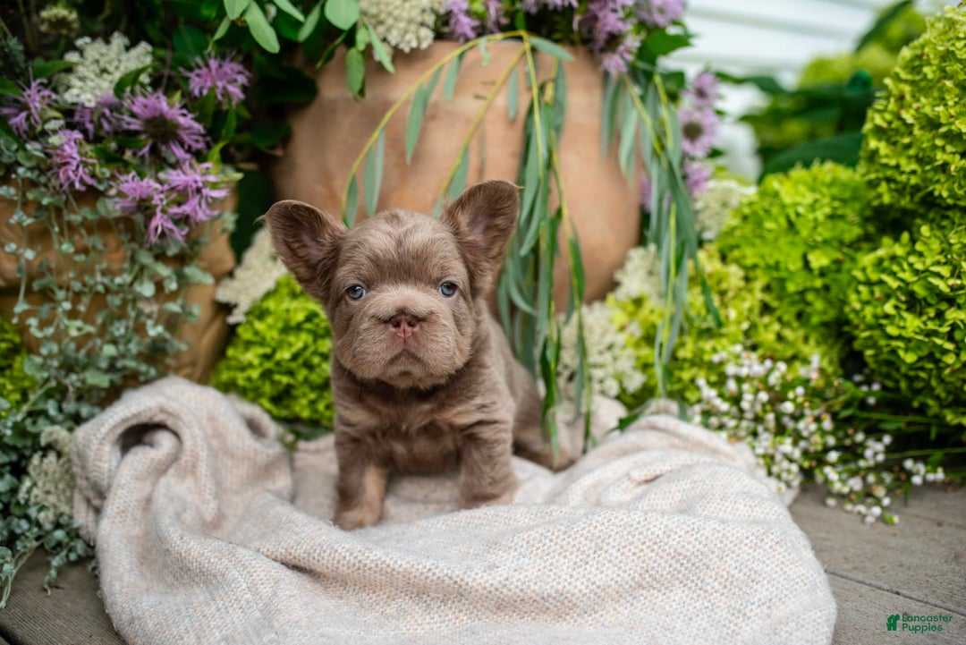 French Bulldog dogs for sale: Pearl - Image 1