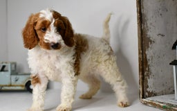 Mini Goldendoodle dogs for sale: Hunter - Image 2