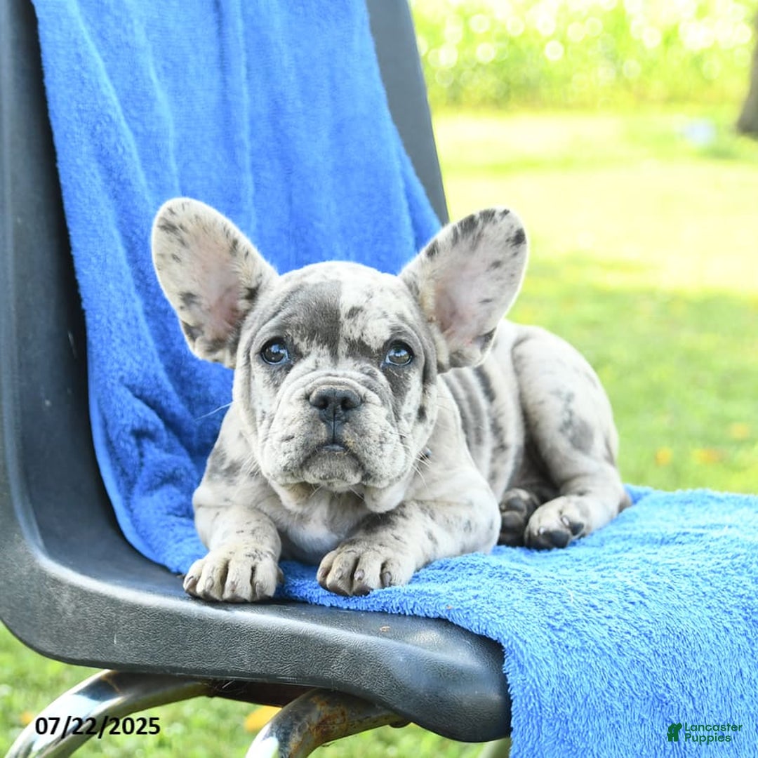 French Bulldog dogs for sale: Jemma - Image 9