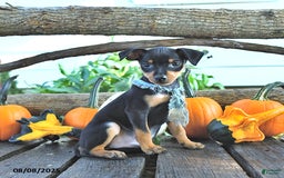 Miniature Pinscher dogs for sale: Freddy - Image 2