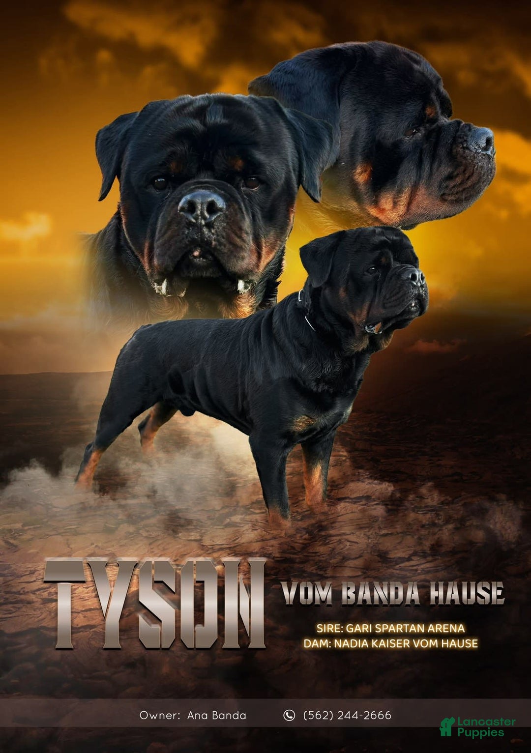 Rottweiler dogs for sale: Tyson - Image 1