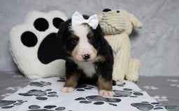 Bernese Mountain Dog dogs for sale: Pebbles - Image 10