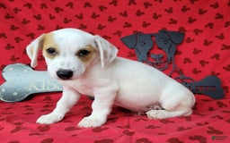 Jack Russell Terrier dogs for sale: Jagger Rough Coat Male - Image 9