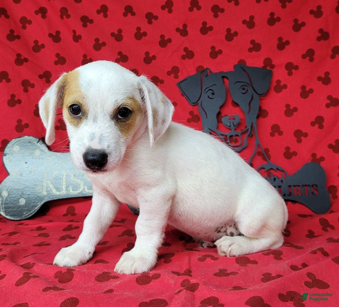 Jack Russell Terrier dogs for sale: Jagger Rough Coat Male - Image 9