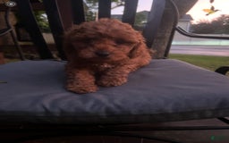 Cockapoo dogs for sale: Bruno - Image 3