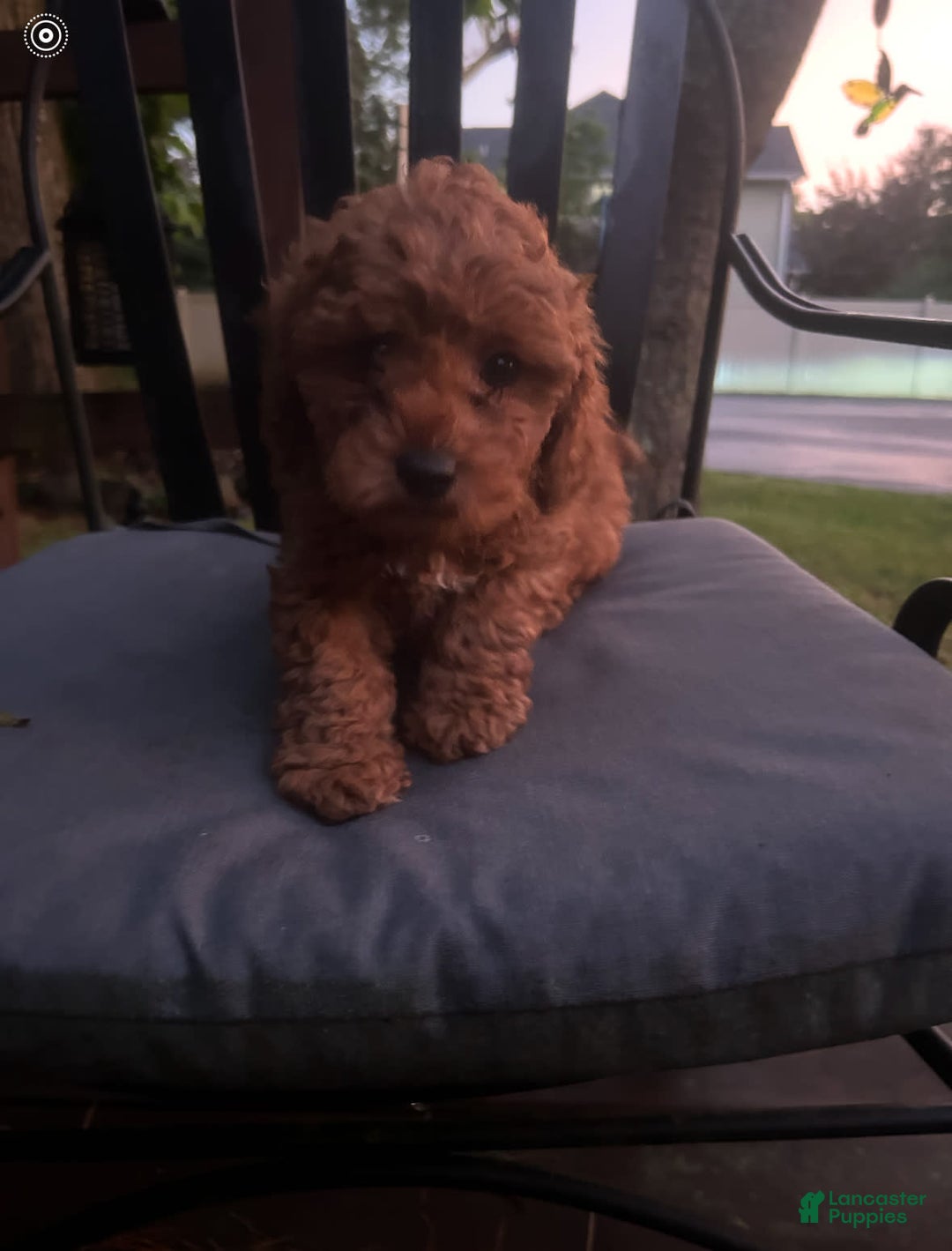 Cockapoo dogs for sale: Bruno - Image 3