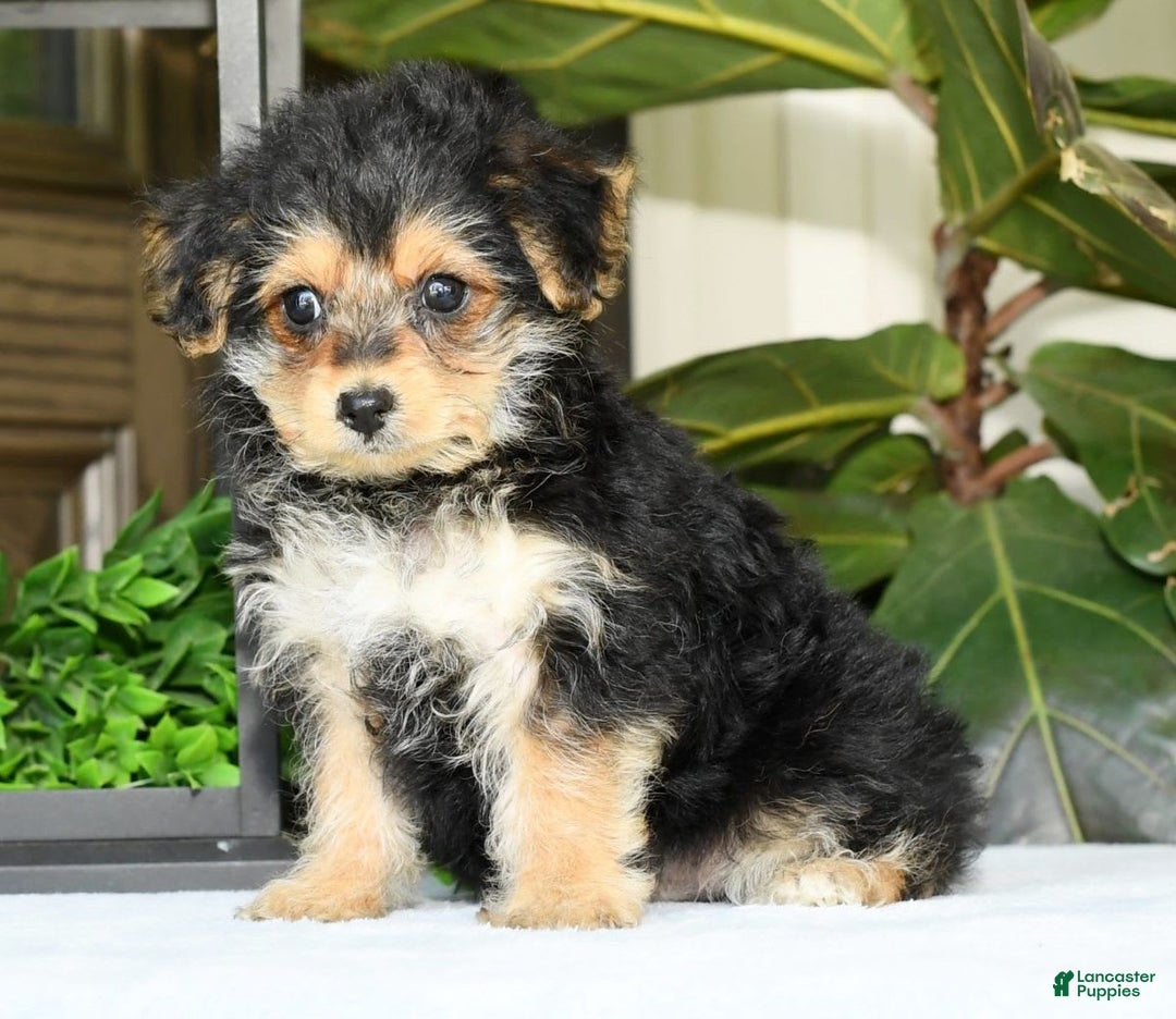 Yochon dogs for sale: Ricky - Image 3