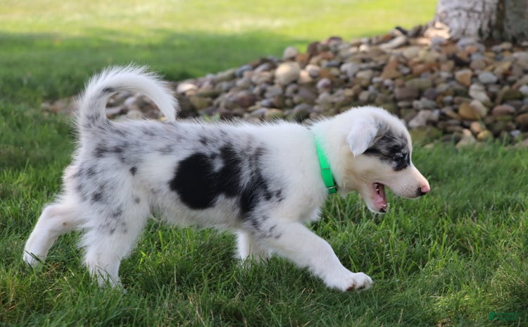 Border Collie dogs for sale - Ad 3