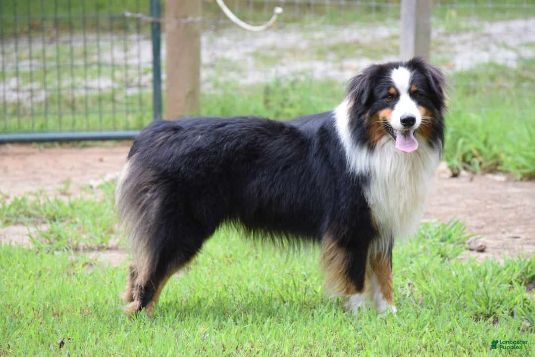 Australian Shepherd dogs for sale: Kiwi - Image 5