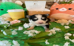Pomsky dogs for sale: Chai - Image 9