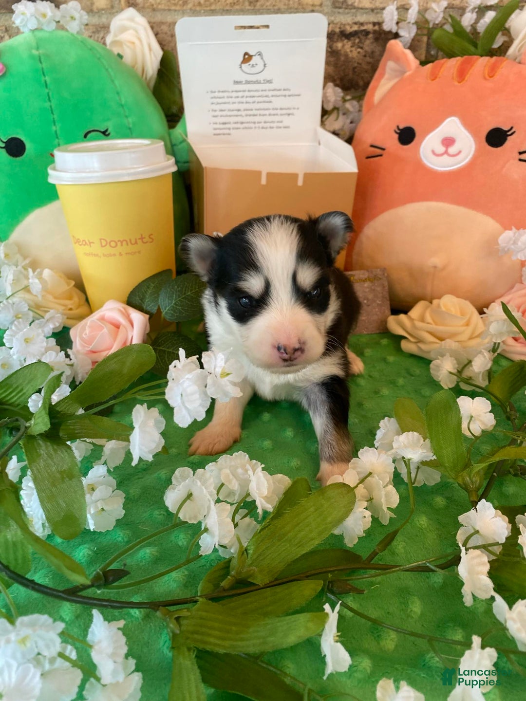 Pomsky dogs for sale: Chai - Image 9
