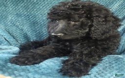 Goldendoodle dogs for sale: Mini Goldendoodle F1b2 - Image 7
