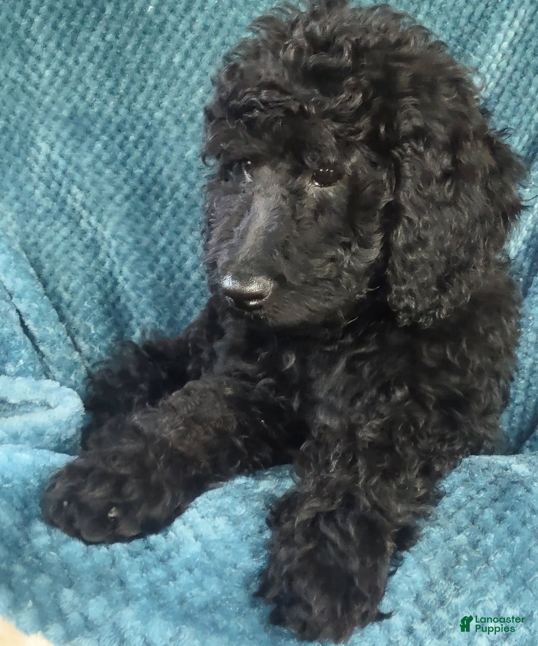 Goldendoodle dogs for sale: Mini Goldendoodle F1b2 - Image 7