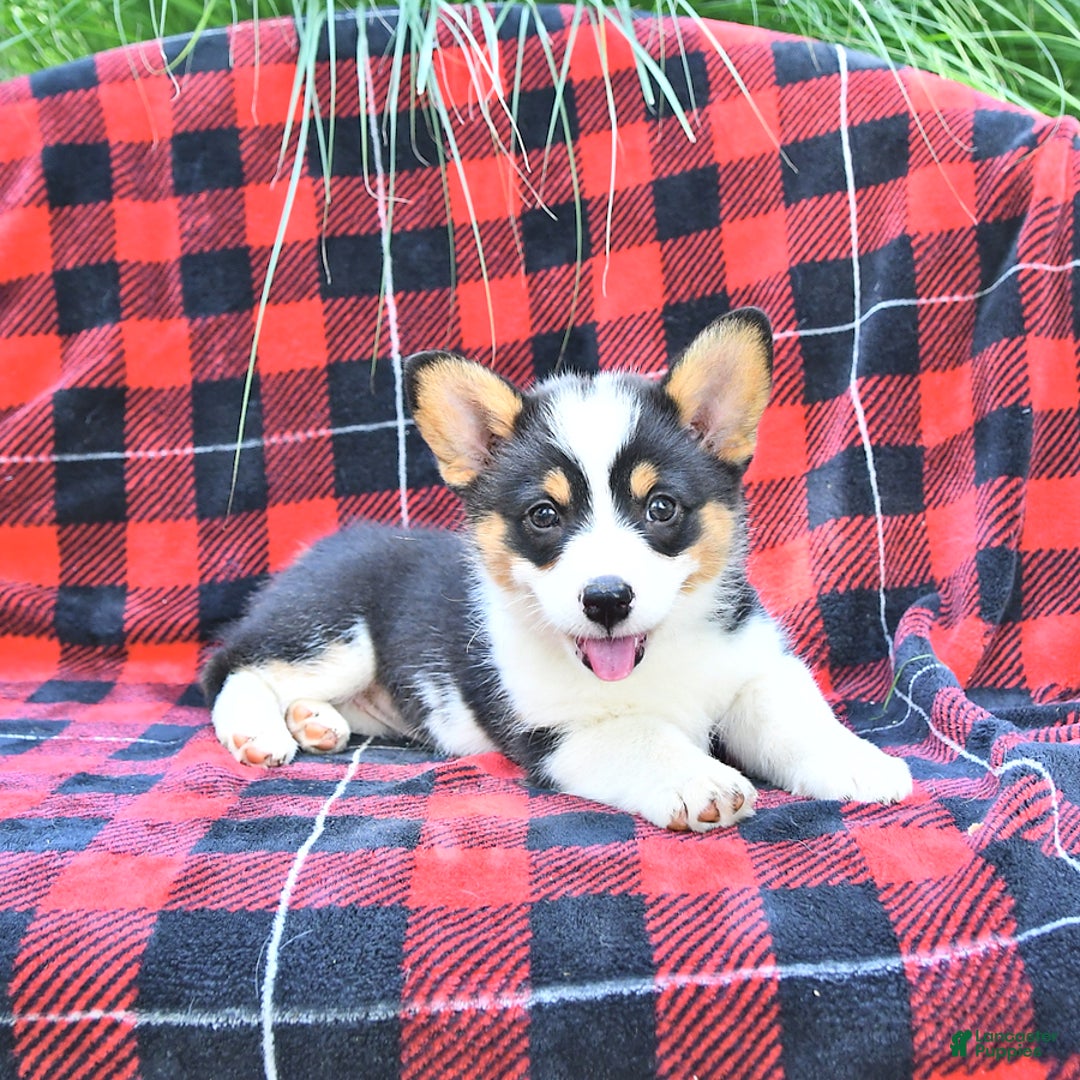 Welsh Corgi Pembroke dogs for sale: Mia - Image 4