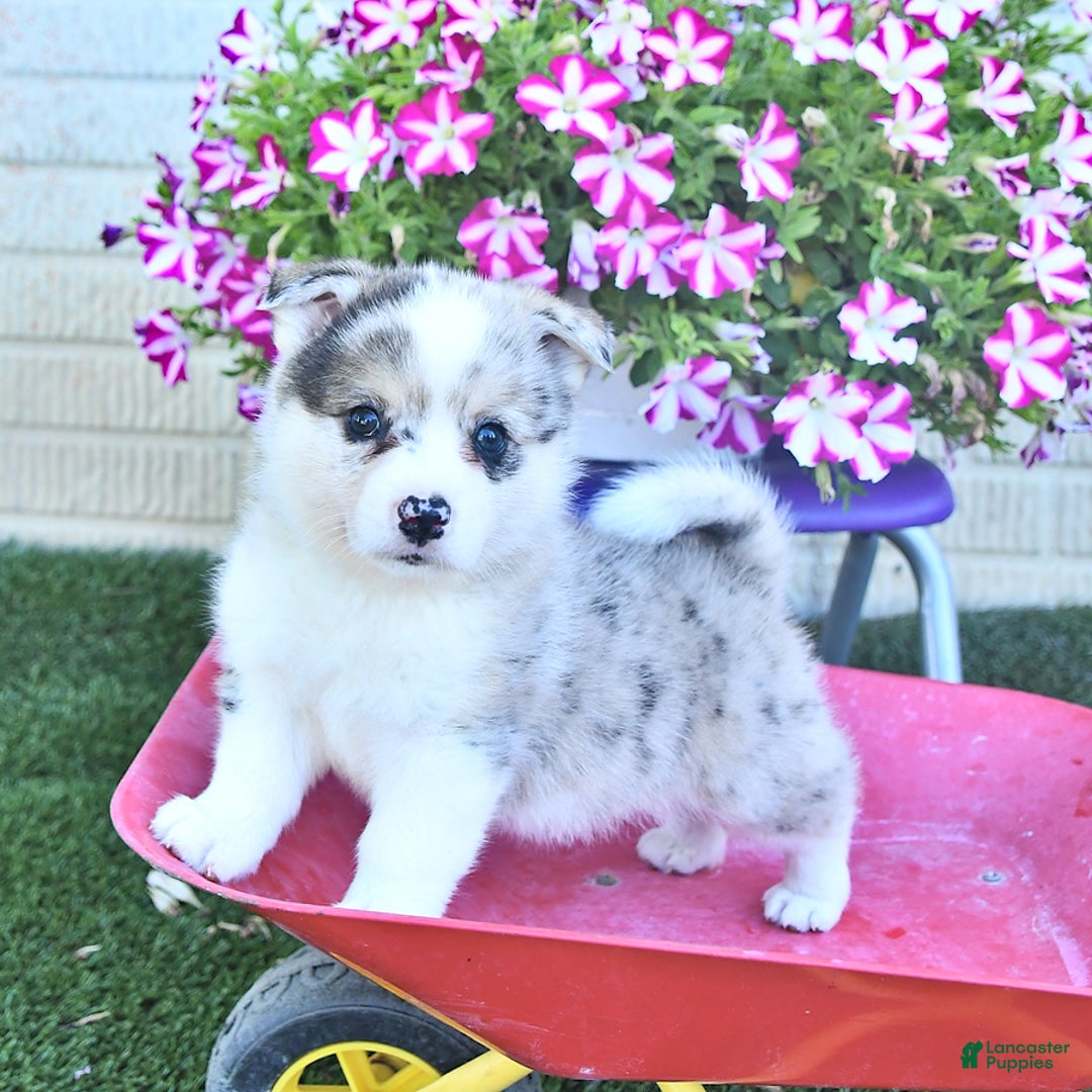 American Eskimo dogs for sale: Archie - Image 6