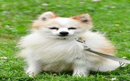 Pomeranian dogs for sale: Poochie - Image 8