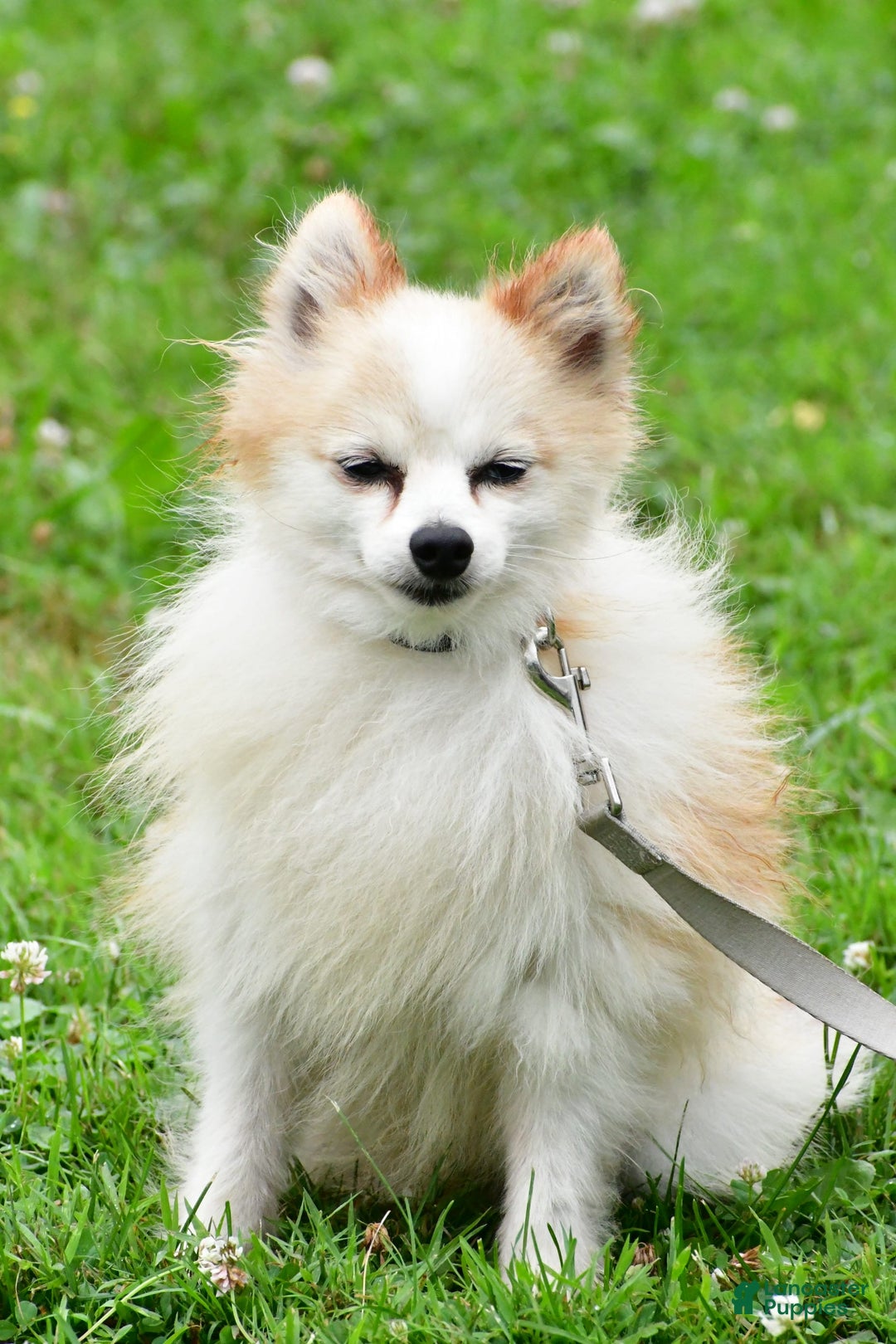 Pomeranian dogs for sale: Poochie - Image 8