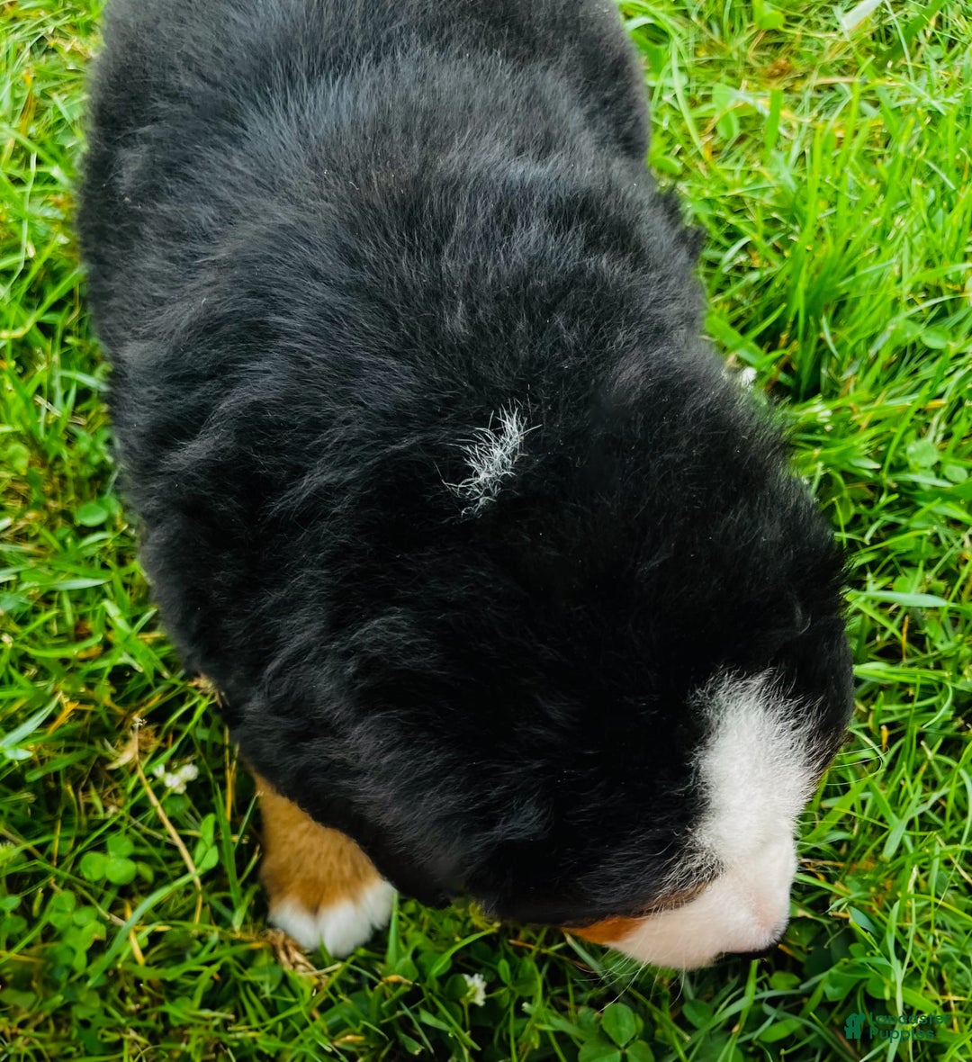 Bernese Mountain Dog dogs for sale: Meghan - Image 2