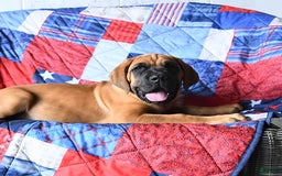 Cane Corso dogs for sale: Reeses - Image 4