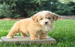 Mini Bernedoodle dogs for sale: Pluto - Image 1