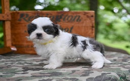 Shih Tzu dogs for sale: Charlie - Image 9