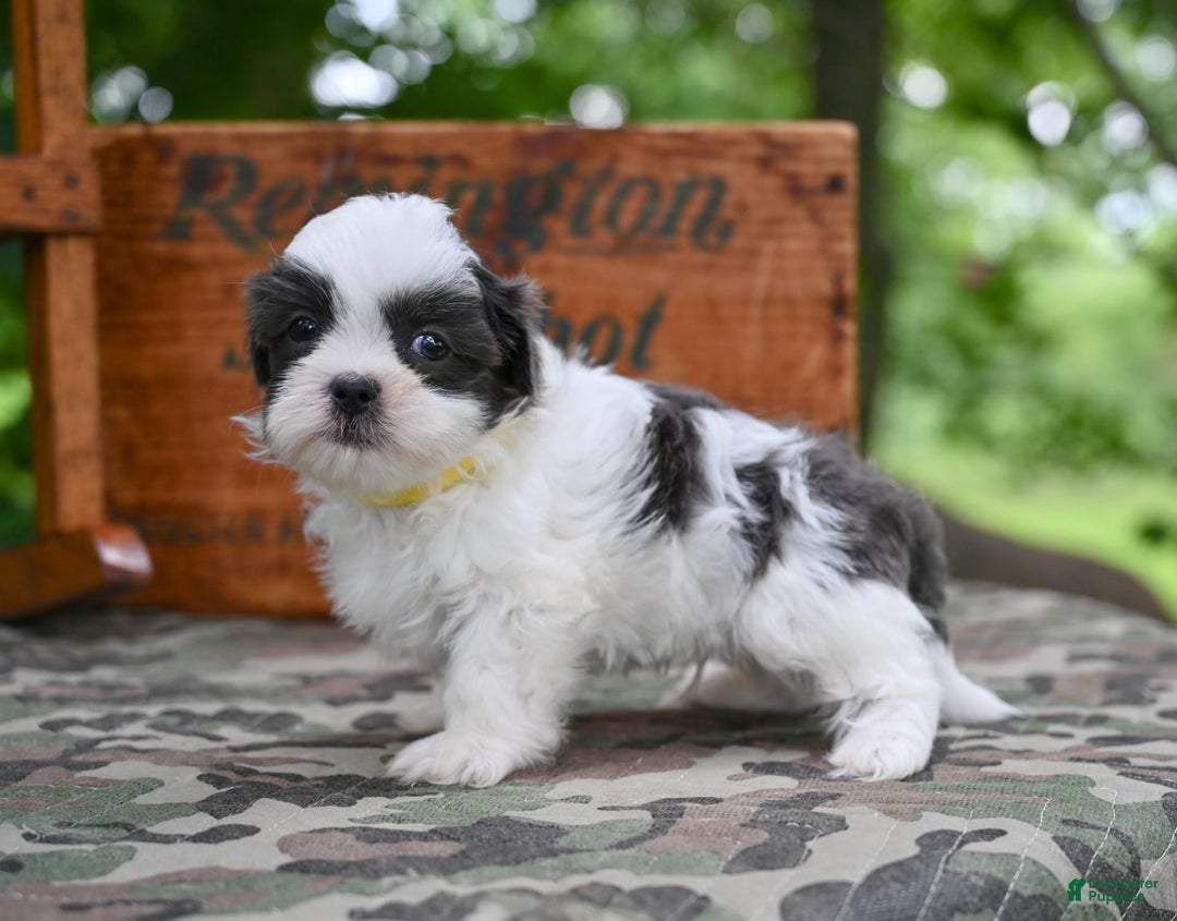 Shih Tzu dogs for sale: Charlie - Image 9