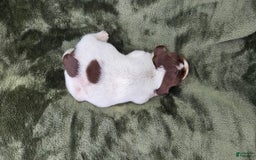Miniature Dachshund dogs for sale: Ferdinand - Image 3