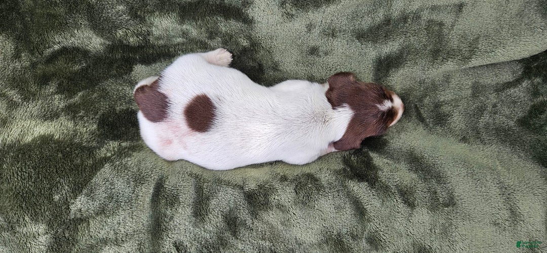 Miniature Dachshund dogs for sale: Ferdinand - Image 3