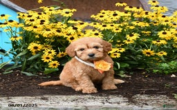 Mini Goldendoodle dogs for sale: Little Red - Image 5
