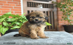 Havapoo dogs for sale: Gracie - Image 3