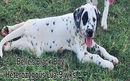 Dalmatian dogs for sale: Belles Black Lua Boy - Image 6