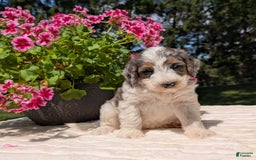 Mini Bernedoodle dogs for sale: Sammy - Image 4