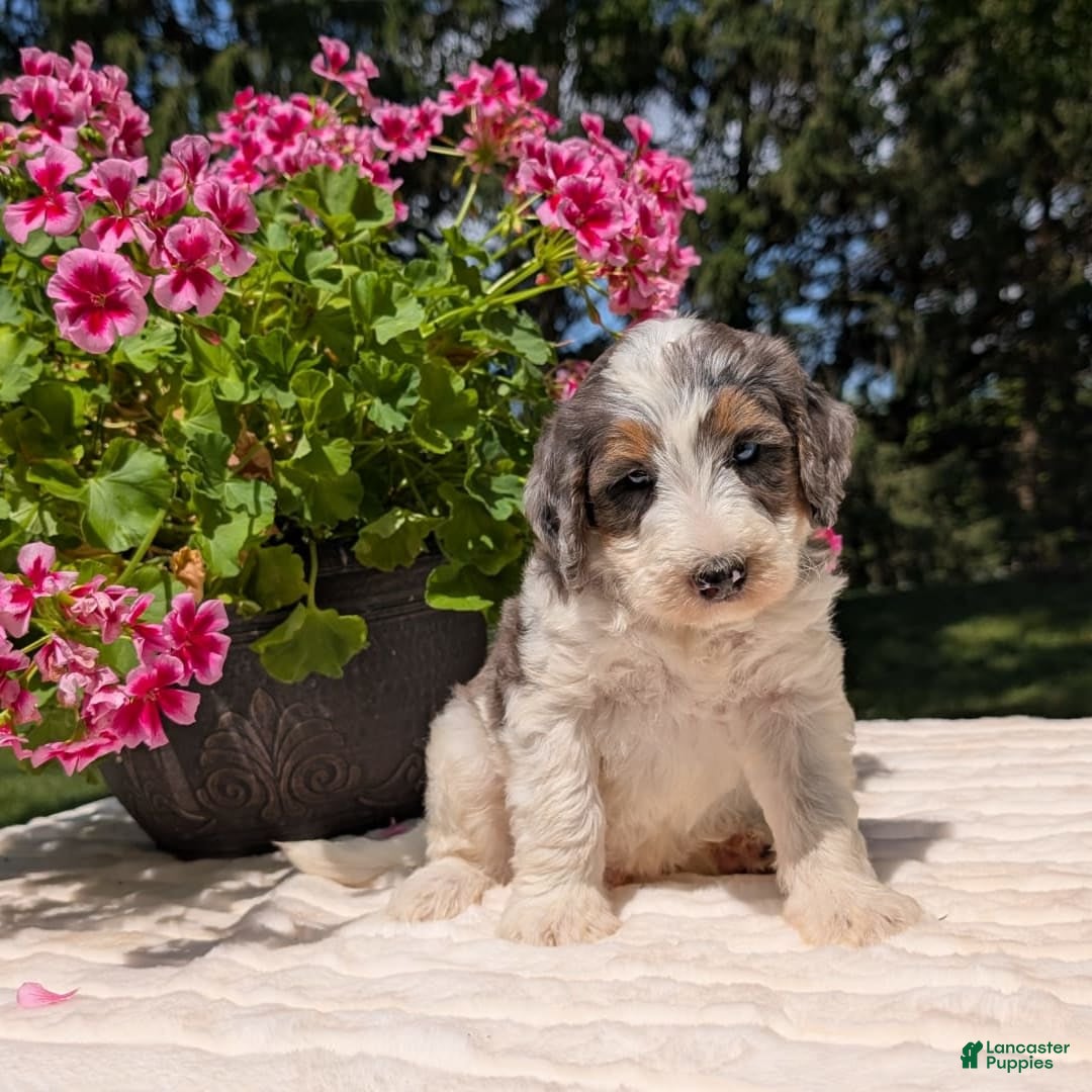 Mini Bernedoodle dogs for sale: Sammy - Image 4