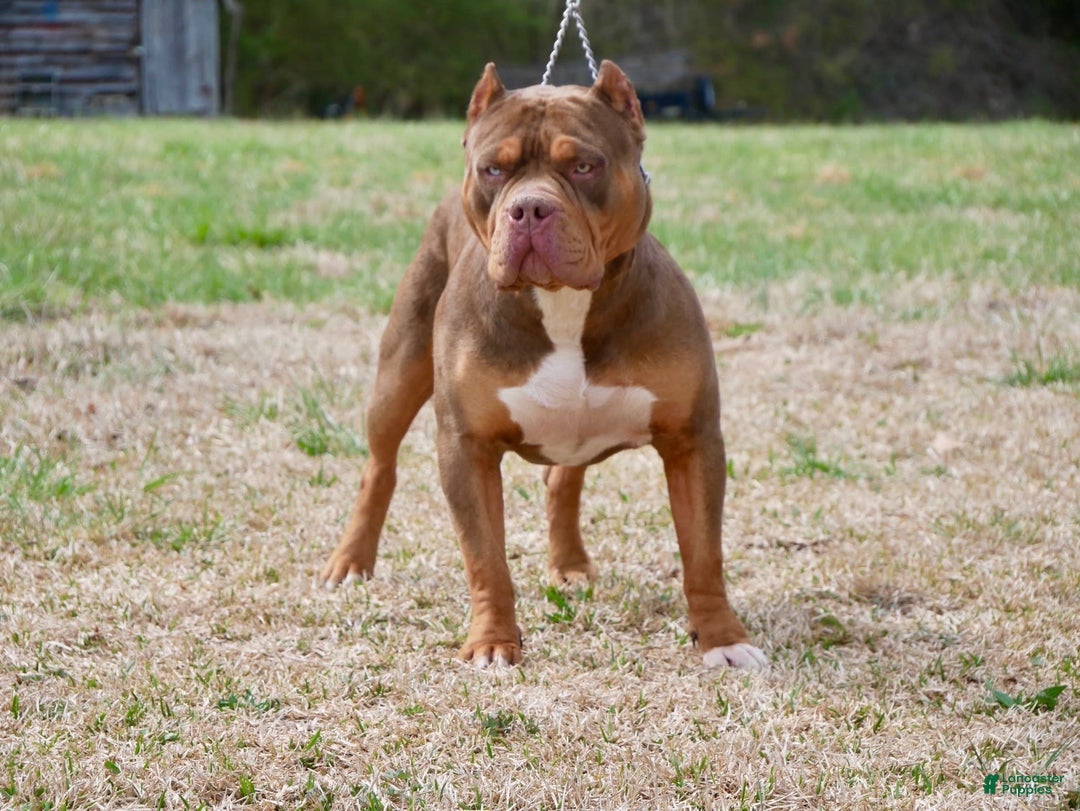 American Bully dogs for sale: Ms. Rose - Image 5