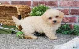 West Highland Terrier dogs for sale: Digger - Image 4