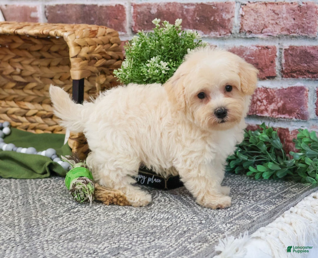 West Highland Terrier dogs for sale: Digger - Image 4
