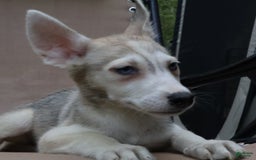 Gerberian Shepsky dogs for sale: Willy - Image 2