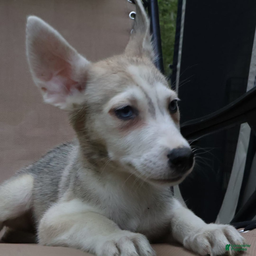 Gerberian Shepsky dogs for sale: Willy - Image 2