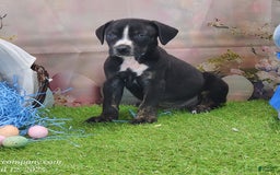 Catahoula Leopard Dog dogs for sale: Juliet 2025 M4 Catahoula Puppy - Image 13