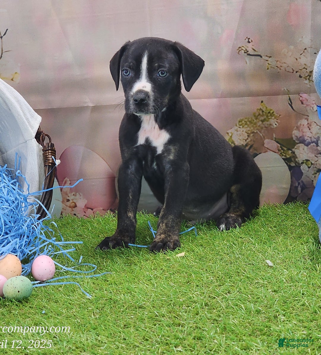Catahoula Leopard Dog dogs for sale: Juliet 2025 M4 Catahoula Puppy - Image 13