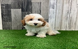 Maltipoo dogs for sale: Jolan - Image 3