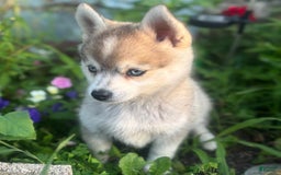 Pomsky dogs for sale: Duke - Image 8