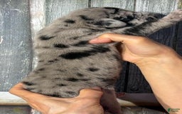 Great Dane dogs for sale: Kim - Black Merle - Image 5